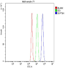 Flow Cytometry analysis of human SiHa cells using anti-SPT6 antibody. Overlay histogram showing SiHa cells stained with (Blue line). To facilitate intracellular staining, cells were fixed with 4% paraformaldehyde and permeabilized with permeabilization buffer. The cells were blocked with 10% normal goat serum. And then incubated with rabbit anti-SUPT6H antibody (1 ug/million cells) for 30 min at 20oC. DyLight 488 conjugated goat anti-rabbit IgG (5-10 ug/million cells) was used as secondary antibody for 30 minutes at 20oC. Isotype control antibody (Green line) was rabbit IgG (1 ug/million cells) used under the same conditions. Unlabelled sample without incubation with primary antibody and secondary antibody (Red line) was used as a blank control.
