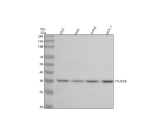 Western blot analysis of OTUD6B using anti-OTUD6B antibody. Lane 1: human 293T whole cell lysates, Lane 2: human Hela whole cell lysates, Lane 3: human Jurkat whole cell lysates, Lane 4: human MCF-7 whole cell lysates. After electrophoresis, proteins were transferred to a nitrocellulose membrane at 150 mA for 50-90 minutes. Blocked the membrane with 5% non-fat milk/TBS for 1.5 hour at RT. The membrane was incubated with rabbit anti-OTUD6B antibody at 0.5 ug/ml overnight at 4oC, then washed with TBS-0.1%Tween 3 times with 5 minutes each and probed with a goat anti-rabbit IgG-HRP secondary antibody at a dilution of 1:5000 for 1.5 hour at RT. The signal was developed using enhanced chemiluminescent. The expected molecular weight of OTUD6B is ~34 kDa.