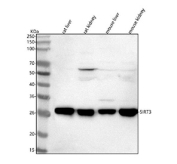 Sirtuin 3 Antibody Kidney and Liver WB. Western blot testing of 1) rat liver, 2) rat kidney, 3) mouse liver and 4) mouse kidney lysate with Sirtuin 3 antibody. Although the predicted molecular weight of the Sirtuin 3 precursor is ~44 kDa, all samples display a prominent ~29 kDa band corresponding to the mature, mitochondrially processed form of Sirtuin 3, consistent with known post-translational cleavage of its N-terminal targeting sequence.