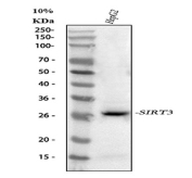 Sirtuin 3 Antibody Human HepG2 Cell WB. Western blot testing of human HepG2 cell lysate with Sirtuin 3 antibody. Although the predicted molecular weight of the Sirtuin 3 precursor is ~44 kDa, all samples display a prominent ~29 kDa band corresponding to the mature, mitochondrially processed form of Sirtuin 3, consistent with known post-translational cleavage of its N-terminal targeting sequence.