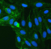Immunofluorescent staining of FFPE human U-2 OS cells with SUCLG2 antibody (green) and DAPI nuclear stain (blue). HIER: steam section in pH6 citrate buffer for 20 min.