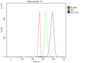 Flow cytometry analysis of fixed and permeabilized human Jurkat cells with SUCLG2 antibody at 1ug/million cells (blocked with goat sera); Red=cells alone, Green=isotype control, Blue= SUCLG2 antibody.