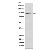 AGO3 Antibody Human Brain WB. Western blot testing of human brain tissue lysate with AGO3 antibody. Predicted molecular weight ~97 kDa.