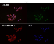 Immunofluorescent staining of FFPE human HeLa cells with TFO antibody (green), Phalloidin (red) and DAPI nuclear stain (blue). HIER: steam section in pH6 citrate buffer for 20 min.