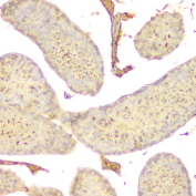 Immunohistochemical staining of FFPE mouse testis tissue with GNAQ antibody, HRP-secondary and DAB substrate. HIER: boil tissue sections in pH8 EDTA for 20 min and allow to cool before testing.