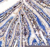 Immunohistochemical staining of FFPE mouse intestine tissue with TBX5 antibody, HRP-secondary and DAB substrate. HIER: boil tissue sections in pH8 EDTA for 20 min and allow to cool before testing.