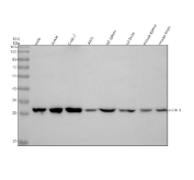 Western blot analysis of UCHL3 using UCHL3 antibody. Protein lysates from human HeLa cells (Lane 1), human Jurkat cells (Lane 2), human Caco-2 cells (Lane 3), human A431 cells (Lane 4), rat spleen tissue (Lane 5), rat brain tissue (Lane 6), mouse spleen tissue (Lane 7), and mouse brain tissue (Lane 8) were resolved by SDS-PAGE under reducing conditions and transferred to a nitrocellulose membrane. UCHL3 was detected as a band at approximately 26 kDa, consistent with the predicted molecular weight of Ubiquitin C-terminal hydrolase L3. Detection was performed using an HRP-based secondary antibody and chemiluminescent substrate.