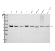 Western blot analysis of PELO using PELO antibody. Protein lysates from human U251 cells (Lane 1), human HeLa cells (Lane 2), human A549 cells (Lane 3), human PC-3 cells (Lane 4), rat lung tissue (Lane 5), rat kidney tissue (Lane 6), mouse lung tissue (Lane 7), and mouse kidney tissue (Lane 8) were resolved by SDS-PAGE under reducing conditions and transferred to a nitrocellulose membrane. PELO was detected as a band at approximately 43 kDa, consistent with the predicted molecular weight of Protein pelota homolog. Detection was performed using an HRP-based secondary antibody and chemiluminescent substrate.