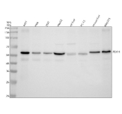 Western blot analysis of PEX14 using PEX14 antibody. Protein lysates from human A431 cells (Lane 1), human HeLa cells (Lane 2), human 293T cells (Lane 3), human HepG2 cells (Lane 4), rat liver tissue (Lane 5), rat PC-12 cells (Lane 6), mouse liver tissue (Lane 7), and mouse NIH/3T3 cells (Lane 8) were resolved by SDS-PAGE under reducing conditions and transferred to a nitrocellulose membrane. PEX14 was detected as a band migrating at approximately 55â60 kDa, despite a predicted molecular weight of approximately 41 kDa, consistent with known anomalous SDS-PAGE migration of Peroxisomal biogenesis factor 14 due to low-complexity regions and phosphorylation. Detection was performed using an HRP-based secondary antibody and chemiluminescent substrate.