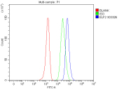 Flow cytometry analysis of ELF2 using ELF2 antibody. ELF2 expression was examined in human A2780 cells following fixation with 4% paraformaldehyde and permeabilization to enable intracellular staining. Cells were incubated with ELF2 antibody and detected using a fluorescent secondary antibody (blue). An isotype control stained under identical conditions is shown in green, and an unstained control is shown in red. The rightward fluorescence shift observed with ELF2 antibody staining indicates specific intracellular detection of ELF2.