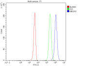 Flow cytometry analysis of MECP2 using Methyl-CpG-binding protein 2 antibody. MECP2 expression was examined in human HEK293T cells following fixation with 4% paraformaldehyde and permeabilization to enable intracellular staining. Cells were incubated with MECP2 antibody and detected using a fluorescent secondary antibody (blue). An isotype control stained under identical conditions is shown in green, and an unstained control is shown in red. The rightward fluorescence shift observed with MECP2 antibody staining indicates specific intracellular detection of MECP2.