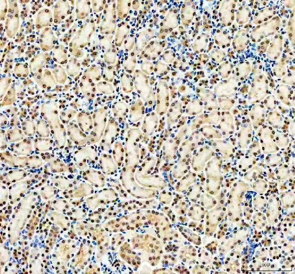 WWTR1 Antibody / Hippo Pathway Effector Antibody Rat Kidney IHC. Immunohistochemical staining of FFPE rat kidney tissue using WWTR1 Antibody / Hippo Pathway Effector Antibody. WWTR1 expression is detected predominantly within the nuclei of renal tubular epithelial cells, consistent with its role as a Hippo pathway-regulated transcriptional coactivator involved in cell proliferation, tissue homeostasis, and transcriptional regulation. Heat-induced epitope retrieval was performed in pH 8.0 EDTA buffer prior to staining. Tissue sections were blocked with 10% goat serum and incubated with the primary antibody (2 ug/ml) overnight at 4Â°C, followed by a peroxidase-conjugated goat anti-rabbit IgG secondary antibody. Immunoreactivity was visualized using an HRP Super Vision detection system with DAB as the chromogen.