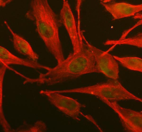WWTR1 Antibody / Hippo Pathway Effector Antibody U251 Cell IF. Immunofluorescent staining of U251 cells using WWTR1 Antibody / Hippo Pathway Effector Antibody. WWTR1 is detected predominantly within the nuclei (green), consistent with its role as a Hippo pathway-regulated transcriptional coactivator that undergoes nuclear localization during transcriptional activation. Alpha Tubulin (red) was used as a cytoskeletal marker. Enzymatic antigen retrieval was performed for 15 minutes prior to staining. Cells were blocked with 10% goat serum and incubated overnight at 4Â°C with rabbit anti-WWTR1 antibody (5 ug/ml) and mouse anti-Alpha Tubulin antibody, followed by Fluoro488-conjugated goat anti-rabbit IgG and Cy3-conjugated goat anti-mouse IgG secondary antibodies. Fluorescence was visualized using appropriate filter sets.
