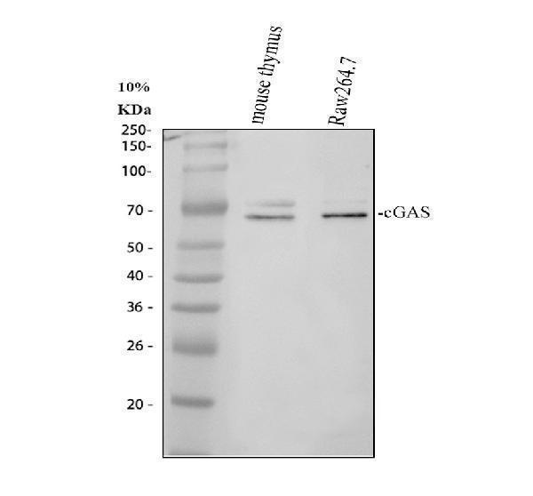 cGAS Antibody / Cytosolic DNA Sensor Antibody Mouse WB. Western blot analysis of 1) mouse thymus tissue and 2) mouse RAW264.7 cell lysates using cGAS Antibody / Cytosolic DNA Sensor Antibody. A specific immunoreactive band is detected at approximately 59-65 kDa in both samples, consistent with cGAS expression. The predicted molecular weight of cGAS is approximately 58 kDa. These results demonstrate reliable detection of cGAS in mouse immune tissues and macrophage-derived cells, supporting its established role as a cytosolic DNA sensor that activates the cGAS-STING signaling pathway during innate immune and inflammatory responses.