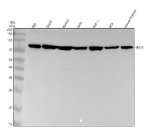 IKK Epsilon Antibody Human and Mouse WB. Western blot analysis of human Raji, Daudi, Ramos, HeLa, THP-1, and RT4 whole cell lysates, and mouse thymus tissue lysate using IKK Epsilon Antibody / Innate Immune Kinase Antibody at 1:500. An HRP-conjugated goat anti-rabbit IgG secondary antibody with ECL substrate was used for detection. IKK Epsilon Antibody detects a strong band at approximately 80 kDa in all samples tested, consistent with the predicted molecular weight of IKBKE.