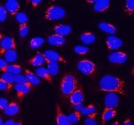 PIST Antibody / Golgi Trafficking Protein Antibody HeLa Cell IF. Immunofluorescence analysis of HeLa cells using PIST Antibody / Golgi Trafficking Protein Antibody. Cells were incubated with the primary antibody at 5 ug/ml overnight at 4Â°C, followed by Cy3-conjugated secondary antibody (red) and DAPI nuclear counterstain (blue). Strong perinuclear cytoplasmic staining is observed, consistent with Golgi-associated localization of PIST/GOPC. These results support the use of PIST Antibody / Golgi Trafficking Protein Antibody for studying Golgi trafficking protein expression, intracellular vesicle transport and protein sorting pathways.