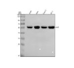 KLF5 Antibody Human Cancer Cell WB. Western blot analysis of KLF5 Antibody using lysates from 1) human A549 cells, 2) human HeLa cells, 3) human Caco-2 cells, and 4) human PC-3 cells. Samples (30 ug/lane) were separated on a 10% SDS-PAGE gel under reducing conditions, transferred to a nitrocellulose membrane, and detected with KLF5 Antibody at 0.5 ug/mL followed by an HRP-conjugated secondary antibody and ECL detection. A specific band is observed at approximately 55 kDa in all cell lines, consistent with the expected molecular weight of KLF5 (approximately 51 kDa). These results demonstrate that KLF5 Antibody, an Epithelial Transcription Factor Antibody, specifically detects endogenous KLF5 across multiple human cancer cell lines.