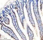 KLF5 Antibody Mouse Small Intestine IHC. Immunohistochemical analysis of FFPE mouse small intestine tissue using KLF5 Antibody. Heat-induced epitope retrieval was performed in pH 8.0 EDTA buffer prior to incubation with the primary antibody at 2 ug/mL overnight at 4Â°C. An HRP-conjugated goat anti-rabbit secondary antibody with DAB chromogen was used for visualization. Strong nuclear staining is observed predominantly within the proliferative epithelial cells of the intestinal crypts, with reduced staining toward the differentiated villus epithelium, consistent with the established role of KLF5 in epithelial proliferation and intestinal homeostasis. These results demonstrate that KLF5 Antibody, an Epithelial Transcription Factor Antibody, specifically detects endogenous KLF5 in FFPE mouse intestinal tissue.