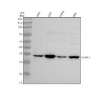 ELAVL1 Antibody Human Cell WB. Western blot analysis of ELAVL1 Antibody using lysates from 1) human A431 cells, 2) human 293T cells, 3) human Jurkat cells, and 4) human HeLa cells. Samples (30 ug/lane) were separated on a 10% SDS-PAGE gel under reducing conditions, transferred to a membrane, and detected with ELAVL1 Antibody at 0.5 ug/mL followed by an HRP-conjugated secondary antibody and ECL detection. A specific band is observed at approximately 36 kDa in all four human cell lines, consistent with the predicted molecular weight of ELAVL1. These results demonstrate that ELAVL1 Antibody, an ELAV Like RNA Binding Protein 1 Antibody, specifically detects endogenous ELAVL1 across multiple human cell lines.