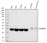 ELAVL1 Antibody Human and Rodent WB. Western blot analysis of ELAVL1 Antibody using lysates from 1) human A431 cells, 2) human 293T cells, 3) human Jurkat cells, 4) human HEL cells, 5) rat brain tissue, and 6) mouse brain tissue. Samples (30 ug/lane) were separated on an 8% SDS-PAGE gel under reducing conditions, transferred to a membrane, and detected with ELAVL1 Antibody at a 1:1000 dilution followed by an HRP-conjugated secondary antibody and ECL detection. A specific band is observed at approximately 36 kDa in all human and rodent samples, consistent with the predicted molecular weight of ELAVL1. These results demonstrate that ELAVL1 Antibody, an ELAV Like RNA Binding Protein 1 Antibody, specifically detects endogenous ELAVL1 across multiple species and tissue types.