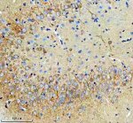 RPS12 Antibody Rat Brain IHC. Immunohistochemical analysis of FFPE rat brain tissue using RPS12 Antibody. Heat-induced epitope retrieval was performed in pH 8.0 EDTA buffer prior to incubation with the primary antibody (1:100) overnight at 4Â°C. An HRP-conjugated goat anti-rabbit secondary antibody with DAB chromogen was used for visualization. Moderate diffuse cytoplasmic staining is observed in neurons, including prominent labeling within the densely packed neuronal layer, consistent with the expected localization of 40S ribosomal protein S12 as a component of the cytosolic ribosome and actively translating protein synthesis machinery. These results demonstrate that RPS12 Antibody, a 40S Ribosomal Protein S12 Antibody, specifically detects endogenous RPS12 in FFPE rat brain tissue.
