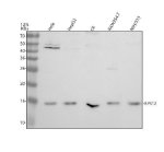 RPS12 Antibody Human, Rat and Mouse Cell WB. Western blot analysis of RPS12 Antibody using lysates from 1) human HeLa cells, 2) human HepG2 cells, 3) rat C6 cells, 4) mouse RAW264.7 cells, and 5) mouse NIH/3T3 cells. Samples (30 ug/lane) were separated on a 12% SDS-PAGE gel under reducing conditions, transferred to a nitrocellulose membrane, and probed with RPS12 Antibody (0.5 ug/mL), followed by an HRP-conjugated secondary antibody and ECL detection. A specific band is detected at approximately 15 kDa in all five cell lysates, consistent with the predicted molecular weight of RPS12. These results demonstrate that RPS12 Antibody, a 40S Ribosomal Protein S12 Antibody, specifically detects endogenous RPS12 across human, rat, and mouse cell lines.