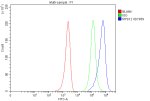 RPS12 Antibody MCF-7 Cell FACS. Flow cytometric analysis of fixed and permeabilized MCF-7 cells using RPS12 Antibody. Cells were fixed with 4% paraformaldehyde, permeabilized, blocked with normal goat serum, and incubated with RPS12 Antibody (1 ug/10^6 cells) for 30 minutes at 20Â°C. A Fluoro488-conjugated goat anti-rabbit secondary antibody was used for detection. The blue histogram represents RPS12 staining, the green histogram is the rabbit IgG isotype control, and the red histogram is the unstained control. A distinct rightward shift of the RPS12-stained population relative to the controls demonstrates specific intracellular detection of endogenous RPS12. These results demonstrate that RPS12 Antibody, a 40S Ribosomal Protein S12 Antibody, is suitable for flow cytometric analysis of intracellular RPS12 expression.