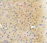 RPS12 Antibody Mouse Brain IHC. Immunohistochemical analysis of FFPE mouse brain tissue using RPS12 Antibody. Heat-induced epitope retrieval was performed in pH 8.0 EDTA buffer prior to incubation with the primary antibody (1:100) overnight at 4Â°C. An HRP-conjugated goat anti-rabbit secondary antibody with DAB chromogen was used for visualization. Diffuse cytoplasmic staining is observed throughout neurons, consistent with the expected localization of 40S ribosomal protein S12 as a constituent of the cytosolic ribosome and actively translating protein synthesis machinery. These results demonstrate that RPS12 Antibody, a 40S Ribosomal Protein S12 Antibody, specifically detects endogenous RPS12 in FFPE mouse brain tissue.