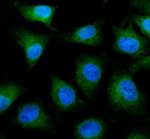 EEF1A1 Antibody HeLa Cell IF. Immunofluorescent analysis of HeLa cells using EEF1A1 Antibody. Cells were subjected to enzyme-mediated antigen retrieval, blocked with goat serum, and incubated with EEF1A1 Antibody (5 ug/mL) overnight at 4Â°C. A Fluoro488-conjugated goat anti-rabbit secondary antibody was used to detect EEF1A1 (green), and nuclei were counterstained with DAPI (blue). Strong diffuse cytoplasmic fluorescence is observed with minimal nuclear staining, consistent with the expected localization of EEF1A1 as a cytosolic translation elongation factor. These results demonstrate that EEF1A1 Antibody, an Elongation Factor 1 Alpha 1 Antibody, specifically detects endogenous EEF1A1 in cultured human HeLa cells.