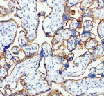 SIGLEC6 Antibody Human Placental Tissue IHC. Immunohistochemistry was performed on FFPE human placenta tissue using SIGLEC6 Antibody. Heat-induced epitope retrieval was performed in pH 8 EDTA buffer prior to incubation with the primary antibody at 2 ug/ml. Bound antibody was visualized using an HRP-conjugated goat anti-rabbit IgG secondary antibody with DAB chromogen. At higher magnification, strong membranous staining with moderate cytoplasmic immunoreactivity is evident in placental trophoblasts, highlighting the characteristic cellular localization of SIGLEC6 within placental tissue. These results demonstrate that this Sialic Acid Receptor Antibody is suitable for immunohistochemical detection of SIGLEC6 in formalin-fixed, paraffin-embedded human placenta tissue.