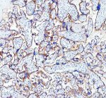 SIGLEC6 Antibody Human Placenta IHC. Immunohistochemistry was performed on FFPE human placenta tissue using SIGLEC6 Antibody. Heat-induced epitope retrieval was performed in pH 8 EDTA buffer prior to incubation with the primary antibody at 2 ug/ml. Bound antibody was visualized using an HRP-conjugated goat anti-rabbit IgG secondary antibody with DAB chromogen. Distinct membranous staining is observed in placental trophoblasts, with additional moderate cytoplasmic immunoreactivity, consistent with the well-established expression pattern of SIGLEC6 in placental tissue. These results demonstrate that this Sialic Acid Receptor Antibody is suitable for immunohistochemical detection of SIGLEC6 in formalin-fixed, paraffin-embedded human placenta tissue.