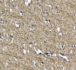 MAG Antibody Human Cerebral Cortex IHC. Immunohistochemistry was performed on FFPE human cerebral cortex tissue using MAG Antibody. Heat-induced epitope retrieval was carried out in pH 8 EDTA buffer prior to incubation with the primary antibody at 2 ug/ml. Bound antibody was detected using an HRP-conjugated goat anti-rabbit IgG secondary antibody with DAB chromogen. Prominent staining is observed throughout the neuropil and myelinated fiber tracts, with comparatively little neuronal cell body staining, consistent with the localization of Myelin Associated Glycoprotein to oligodendrocyte myelin membranes. These results demonstrate that this Myelin Associated Glycoprotein Antibody is suitable for immunohistochemical detection of endogenous MAG in formalin-fixed, paraffin-embedded human cerebral cortex tissue.