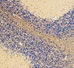 MAG Antibody Human Cerebellum IHC. Immunohistochemistry was performed on FFPE human cerebellum tissue using MAG Antibody. Heat-induced epitope retrieval was carried out in pH 8 EDTA buffer prior to incubation with the primary antibody at 2 ug/ml. Bound antibody was detected using an HRP-conjugated goat anti-rabbit IgG secondary antibody with DAB chromogen. Strong immunoreactivity is observed within the myelin-rich white matter, while the cerebellar gray matter exhibits comparatively weaker staining, consistent with the localization of Myelin Associated Glycoprotein to oligodendrocyte myelin sheaths. These results demonstrate that this Myelin Associated Glycoprotein Antibody is suitable for immunohistochemical detection of endogenous MAG in formalin-fixed, paraffin-embedded human cerebellum tissue.