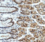 CXADR Antibody Human Stomach IHC. Immunohistochemical staining of FFPE human stomach tissue using CXADR antibody at 2 ug/ml following heat-induced epitope retrieval in pH8 EDTA buffer. Detection was performed using an HRP-conjugated secondary antibody with DAB chromogen. Strong membranous and cytoplasmic immunoreactivity is observed in the gastric epithelial cells, consistent with the localization of the Coxsackievirus and Adenovirus Receptor at epithelial cell junctions where it contributes to cell adhesion and tissue integrity. This result demonstrates that the CXADR Antibody / Coxsackievirus and Adenovirus Receptor Antibody is suitable for immunohistochemical detection of endogenous CXADR in formalin-fixed, paraffin-embedded human tissues.