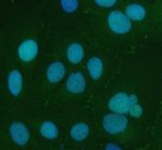 CXADR Antibody Human U-2 OS Cell IF. Immunofluorescent staining of U-2 OS cells using CXADR antibody following enzyme-mediated antigen retrieval (AR0022) for 15 minutes. Cells were incubated with CXADR antibody at 5 ug/ml and detected with a DyLight 488-conjugated secondary antibody (green), with DAPI used as the nuclear counterstain (blue). CXADR immunoreactivity is observed predominantly along the plasma membrane and cell periphery, consistent with the localization of the Coxsackievirus and Adenovirus Receptor at sites of cell-cell adhesion and epithelial junction organization. This result demonstrates that the CXADR Antibody / Coxsackievirus and Adenovirus Receptor Antibody is suitable for immunofluorescent detection and subcellular localization of endogenous CXADR in cultured human cells.