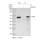 CEP55 Antibody Human Jurkat Cell IP. Immunoprecipitation of endogenous CEP55 from human Jurkat whole cell lysate followed by Western blot detection with CEP55 antibody. Lane 1: input Jurkat whole cell lysate. Lane 2: immunoprecipitation using rabbit control IgG. Lane 3: immunoprecipitation using CEP55 antibody. A distinct band is detected at approximately 54 kDa in the input lysate and in the CEP55 immunoprecipitate, while no corresponding band is observed in the control IgG sample, demonstrating specific immunoprecipitation of endogenous CEP55. This result demonstrates that the CEP55 Antibody / Cytokinesis Protein Antibody is suitable for immunoprecipitation and subsequent Western blot analysis of CEP55 in human cell lysates.