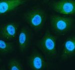 CEP55 Antibody Human A549 Cell IF. Immunofluorescent staining of A549 cells using CEP55 antibody following enzyme-mediated antigen retrieval for 15 minutes. Cells were incubated with CEP55 antibody at 5 ug/ml and detected with a Fluoro488-conjugated secondary antibody (green), with DAPI used as the nuclear counterstain (blue). CEP55 immunoreactivity is observed predominantly within the cytoplasm with diffuse perinuclear staining, consistent with the localization of this cytokinesis regulator during cell growth and division. This result demonstrates that the CEP55 Antibody / Cytokinesis Protein Antibody is suitable for immunofluorescent detection and subcellular localization of endogenous CEP55 in cultured human cells.