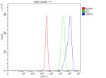 CEP55 Antibody Human Jurkat Cell FACS. Flow cytometric analysis of fixed and permeabilized human Jurkat cells stained with CEP55 antibody at 1 ug/1Ã10^6 cells (blue). The isotype control is shown in green and the unstained control in red. A clear rightward shift in fluorescence intensity is observed in the CEP55 antibody-stained population compared with both control populations, demonstrating specific detection of endogenous CEP55 expression. This result demonstrates that the CEP55 Antibody / Cytokinesis Protein Antibody is suitable for intracellular flow cytometric analysis of CEP55 in cultured human cells.