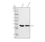 GNMT Antibody Mouse and Rat Liver WB. Western blot analysis detected GNMT in rat liver (lane 1) and mouse liver (lane 2) tissue lysates. A single prominent immunoreactive band is observed at approximately 33 kDa, matching the predicted molecular weight of GNMT. The strong liver-specific signal is consistent with the abundant physiological expression of glycine N-methyltransferase in hepatic tissue. GNMT Antibody, a Glycine N-Methyltransferase Antibody, demonstrates specific detection of GNMT in rodent liver lysates, supporting its use for Western blot analysis of this key enzyme involved in one-carbon metabolism and methylation homeostasis.
