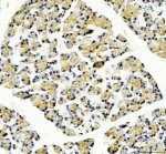 GNMT Antibody Rat Pancreas IHC. Immunohistochemical staining of FFPE rat pancreas tissue following heat-induced epitope retrieval in pH8 EDTA buffer demonstrated GNMT expression using an HRP-conjugated detection system with DAB chromogen. Pancreatic acinar cells exhibit moderate predominantly cytoplasmic staining with a finely granular distribution, while surrounding stromal tissue shows minimal background reactivity. The staining pattern supports the use of GNMT Antibody, a Glycine N-Methyltransferase Antibody, for immunohistochemical detection of GNMT expression in rat pancreas tissue.
