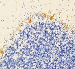 PACAP Antibody Human Cerebellum IHC. Immunohistochemical staining of FFPE human cerebellum tissue using PACAP antibody following heat-induced epitope retrieval in pH8 EDTA buffer. Staining was visualized using an HRP secondary antibody with DAB chromogen. Strong cytoplasmic staining is observed in Purkinje neurons at the interface of the molecular and granular layers, with lighter staining of surrounding neuronal processes, consistent with the characteristic distribution of the neuropeptide PACAP in the cerebellum. This result demonstrates that the PACAP antibody is suitable for detecting endogenous PACAP in FFPE human brain tissue.