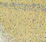 SLC17A7 Antibody Mouse Brain IHC. Immunohistochemical staining of FFPE mouse brain demonstrated widespread SLC17A7 expression with strong cytoplasmic and neuropil staining throughout neuronal regions. Heat-induced epitope retrieval was performed in pH8 EDTA buffer before staining with the primary antibody and HRP-DAB detection. The staining pattern is consistent with the localization of this Glutamate Transporter to excitatory glutamatergic neurons and synaptic vesicles, where it packages glutamate for neurotransmission. This SLC17A7 Antibody, a Glutamate Transporter Antibody, is suitable for immunohistochemical studies of excitatory neuronal pathways, synaptic vesicle biology and glutamatergic signaling.