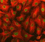 YAF2 Antibody A549 Cell IF. Immunofluorescence analysis of A549 cells demonstrates nuclear localization of YAF2 (green) using YAF2 antibody, while alpha Tubulin (red) serves as a cytoskeletal marker. Cells were treated with AR0022 enzyme antigen retrieval reagent for 15 minutes before incubation with YAF2 antibody (5 ug/ml) and alpha Tubulin antibody, followed by Fluoro488- and Cy3-conjugated secondary antibodies. The merged image shows strong nuclear YAF2 staining distinct from the cytoplasmic microtubule network. This YAF2 Antibody, also called YY1-associated factor 2 Antibody, is suitable for investigating nuclear transcriptional regulation and YY1-associated protein localization.