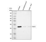 YAF2 Antibody Rat and Mouse Muscle and Heart WB. Western blot analysis demonstrates detection of YAF2 in rat and mouse tissues. Lane 1: rat heart lysate, Lane 2: rat skeletal muscle lysate, Lane 3: mouse heart lysate. A distinct band is detected at approximately 20 kDa, consistent with the expected molecular weight of YAF2. This YAF2 Antibody, also called YY1-associated factor 2 Antibody, is suitable for studies of transcriptional regulation, chromatin-associated signaling, and YY1-mediated gene expression.