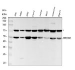 ETF1 Antibody Human, Rat and Mouse WB. Western blot analysis of human HeLa (lane 1), Jurkat (lane 2), K562 (lane 3), and Caco-2 (lane 4) whole cell lysates, rat liver (lane 5) and RH35 (lane 6), and mouse liver (lane 7) and HEPA1-6 (lane 8) lysates using ETF1 Antibody / eRF1 Antibody at 0.5 ug/ml. A specific band is detected at approximately 49 kDa in all samples, consistent with the predicted molecular weight of ETF1 (eRF1). An additional band at approximately 70 kDa is consistently observed across all samples; while its identity has not been established, the expected ETF1 band is clearly detected at approximately 49 kDa. This ETF1 Antibody, also called eRF1 Antibody, is suitable for studies of translation termination, ribosome function, protein synthesis, and translational fidelity.