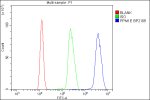 PPM1E Antibody Human K562 Cell FACS. Flow cytometry analysis of fixed and permeabilized human K562 cells stained with PPM1E Antibody / Protein Phosphatase 1E Antibody (blue). Cells were blocked with normal goat serum and incubated with PPM1E Antibody at 1 ug/10^6 cells, followed by a DyLight 488-conjugated goat anti-rabbit secondary antibody. Unstained cells (red) and an isotype control (green) were included to assess background staining. The pronounced rightward shift of the PPM1E-positive population demonstrates specific intracellular detection. This PPM1E Antibody, also called Protein Phosphatase 1E Antibody, is suitable for flow cytometric analysis of intracellular PPM1E expression.