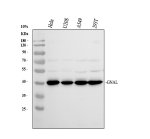 GNAL Antibody Human Cancer Cell WB. Western blot analysis of GNAL in human cell lysates using GNAL Antibody (A09404-1). Samples (30 ug/lane) were separated by 10% SDS-PAGE under reducing conditions and transferred to nitrocellulose. Lane 1: HeLa; Lane 2: U2OS; Lane 3: A549; Lane 4: 293T. The membrane was blocked with 5% non-fat milk/TBS and incubated with the antibody at 0.5 ug/ml overnight at 4Â°C, followed by HRP-conjugated goat anti-rabbit IgG and ECL detection. A specific band was detected at approximately 44 kDa, consistent with the expected molecular weight of GNAL. This GNAL Antibody detects G(olf) alpha in multiple human cell lines for studies of G protein-mediated signaling.