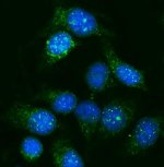 GNAL Antibody HeLa Cell IF. Immunofluorescence staining of fixed human HeLa cells using GNAL Antibody (A09404-1). Enzyme antigen retrieval was performed for 15 minutes, followed by blocking with 10% goat serum. Cells were incubated with the antibody at 5 ug/ml overnight at 4Â°C, followed by DyLight 488-conjugated goat anti-rabbit IgG at 1:100 for 30 minutes at 37Â°C. Nuclei were counterstained with DAPI (blue). GNAL staining (green) is observed predominantly in the cytoplasm with a punctate distribution. This GNAL Antibody detects G(olf) alpha in human cells for studies of G protein-mediated signaling.