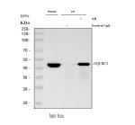 UQCRC2 Antibody Human HeLa Cell IP. Immunoprecipitation of UQCRC2 from human HeLa whole cell lysate was performed using UQCRC2 Antibody. Lane 1 contains 30 ug of input lysate, lane 2 represents immunoprecipitation with rabbit control IgG, and lane 3 represents immunoprecipitation with 2 ug of UQCRC2 Antibody and 500 ug of HeLa lysate. Western blot detection was performed with the antibody at 0.5 ug/ml and a light chain-specific HRP secondary antibody. A specific band was detected at approximately 48 kDa in the input and UQCRC2 immunoprecipitate, with no corresponding signal in the IgG control. This UQCRC2 Antibody demonstrates immunoprecipitation of cytochrome b-c1 complex subunit 2 from human cells.