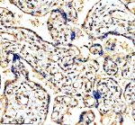 Phospho-CCNE1 (T77) Antibody in Human Placenta IHC. Immunohistochemistry staining of FFPE human placenta tissue with Phospho-Cyclin E1 (T77) Antibody / Phospho-CCNE1 Antibody. Tissue sections underwent HIER in EDTA buffer, pH 8.0, and were blocked with 10% goat serum. The antibody was used at 1:50 overnight at 4oC, followed by a peroxidase-conjugated goat anti-rabbit IgG secondary antibody and DAB detection. The observed staining demonstrates recognition of phospho-Cyclin E1 in human placental tissue.